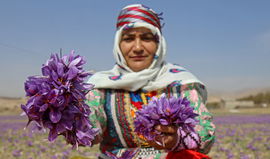 خراسان شمالی در رتبه سوم زعفران کشور