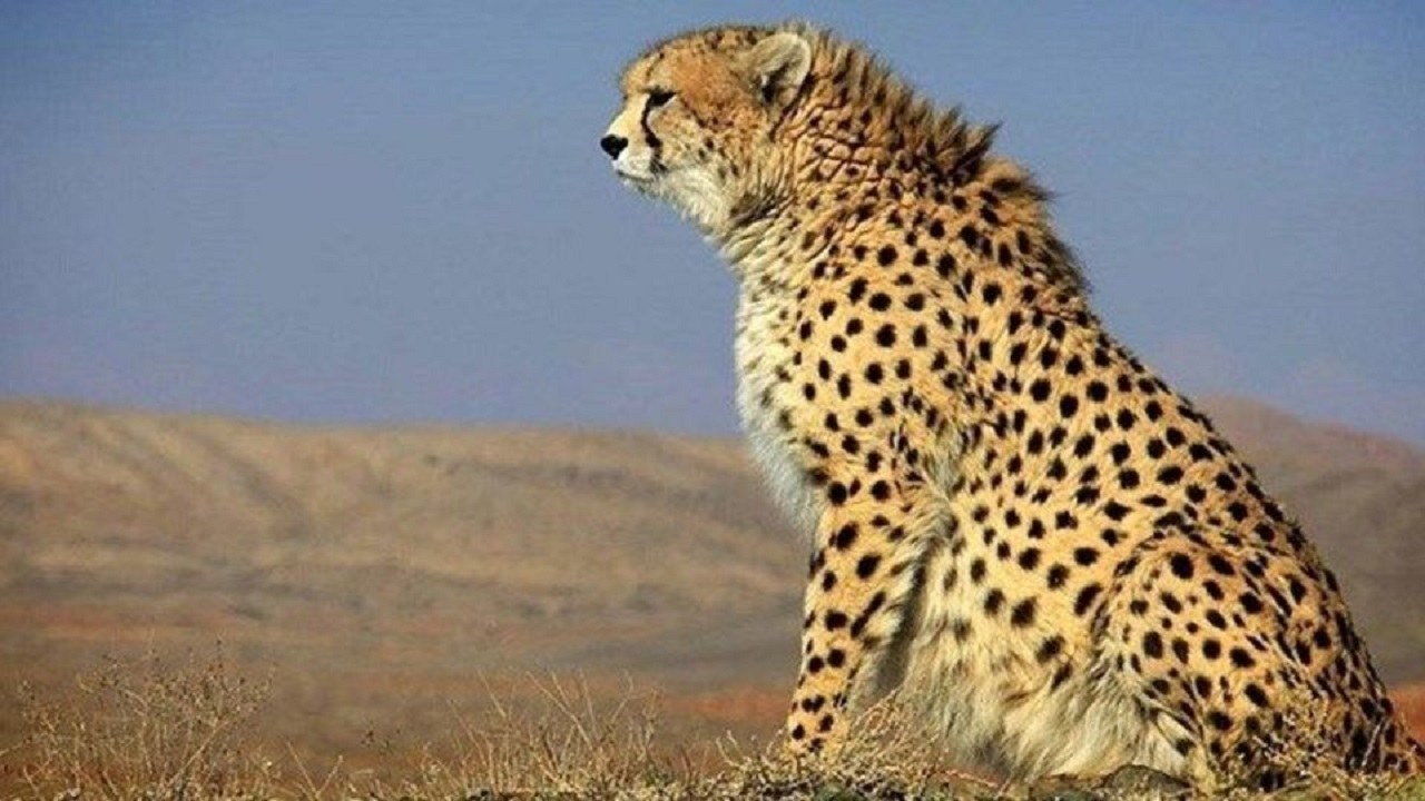 چهارمین مشاهده یوزپلنگ آسیایی در سال جاری