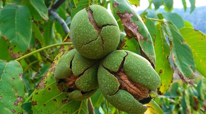 پیش‌بینی برداشت ۱۲۰۰ تن گردو از باغات فاروج
