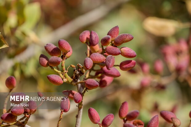 چالش‌های کم‌آبی و قطعی برق در مسیر توسعه پسته مه‌ولات