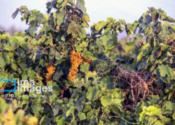 نیمی از زمین‌های کشاورزی آبی خراسان شمالی با تنش آبی مواجه است