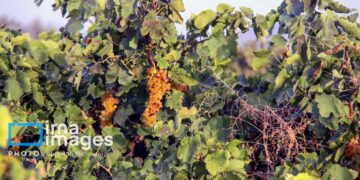 نیمی از زمین‌های کشاورزی آبی خراسان شمالی با تنش آبی مواجه است