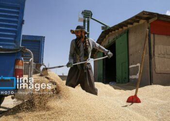 پرونده خرید گندم خراسان شمالی با خرید ۵۱ هزار تن بسته شد