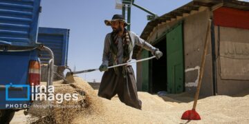 پرونده خرید گندم خراسان شمالی با خرید ۵۱ هزار تن بسته شد