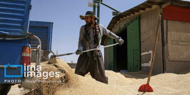 پرونده خرید گندم خراسان شمالی با خرید ۵۱ هزار تن بسته شد
