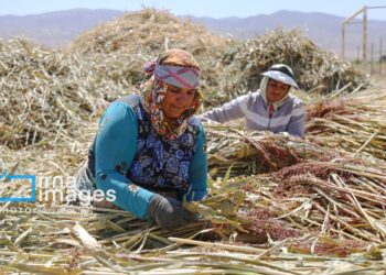 چتر حمایت بیمه‌ای بر سر ۵۶ درصد جمعیت روستایی خراسان شمالی