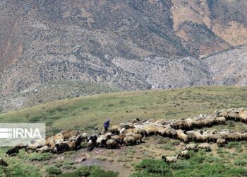 ۱۰ هزار هکتار مرتع بجنورد احیا و به مرتعداران واگذار شد