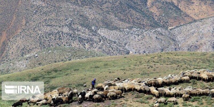 ۱۰ هزار هکتار مرتع بجنورد احیا و به مرتعداران واگذار شد