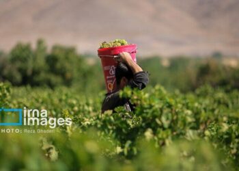 تکاپوی زندگی در میان تاک‌های بجنورد