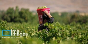 تکاپوی زندگی در میان تاک‌های بجنورد