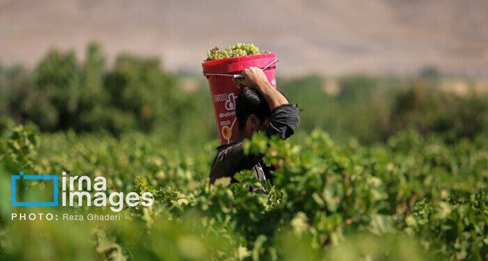 تکاپوی زندگی در میان تاک‌های بجنورد