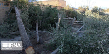 خداحافظی با درختان خطرساز بجنورد