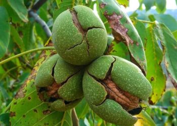 پیش‌بینی برداشت ۱۲۰۰ تن گردو از باغات فاروج