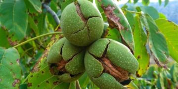 پیش‌بینی برداشت ۱۲۰۰ تن گردو از باغات فاروج