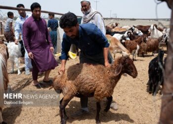 تصویب ۵۱ میلیارد ریال تسهیلات پروار بندی جهت دامداران کاشمر