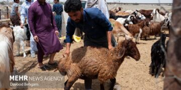 تصویب ۵۱ میلیارد ریال تسهیلات پروار بندی جهت دامداران کاشمر