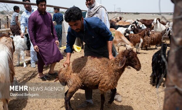 تصویب ۵۱ میلیارد ریال تسهیلات پروار بندی جهت دامداران کاشمر
