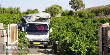 برگزاری جشنواره برداشت میوه‌های سردرختی در چناران