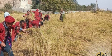 آغاز برداشت برنج از شالیزارهای کلات