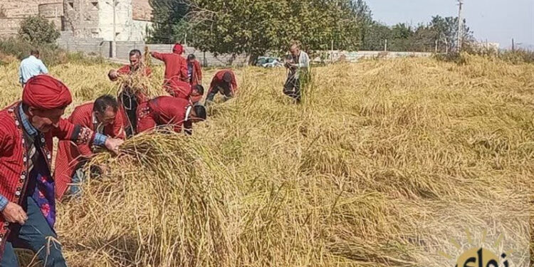 آغاز برداشت برنج از شالیزارهای کلات