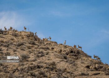 بررسی و تحلیل قِرق‌های اختصاصی آغازی سبز برای آیندگان در خراسان شمالی