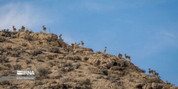 بررسی و تحلیل قِرقهای اختصاصی آغازی سبز برای آیندگان در خراسان شمالی