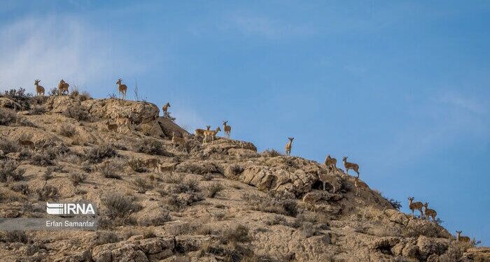 بررسی و تحلیل قِرقهای اختصاصی آغازی سبز برای آیندگان در خراسان شمالی
