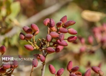 چالش‌های کم‌آبی و قطعی برق در مسیر توسعه پسته مه‌ولات