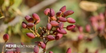 چالش‌های کم‌آبی و قطعی برق در مسیر توسعه پسته مه‌ولات