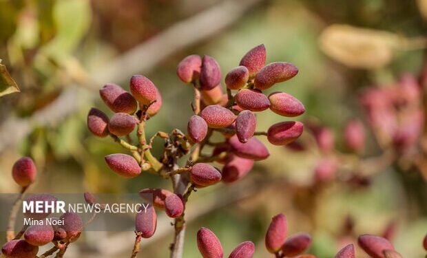 چالشهای کمآبی و قطعی برق در مسیر توسعه پسته مهولات