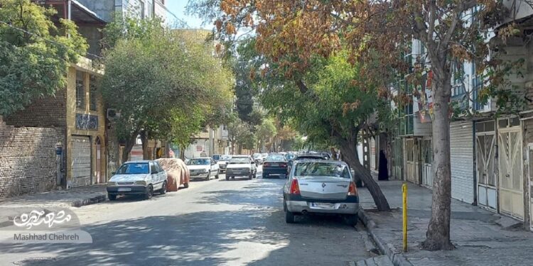 زندگی آرام در سایه چنارهای بلند کوچه وحید۱۵