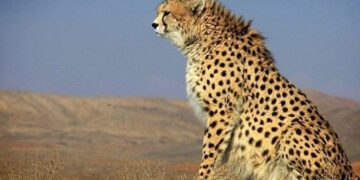 چهارمین مشاهده یوزپلنگ آسیایی در سال جاری