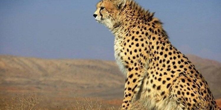 چهارمین مشاهده یوزپلنگ آسیایی در سال جاری